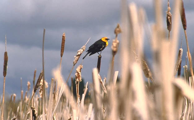 Yellowheaded blackbird in Prince Albert National Park marshland
