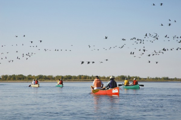 Migrating Sand Hill Cranes on the South Saskatchewan River