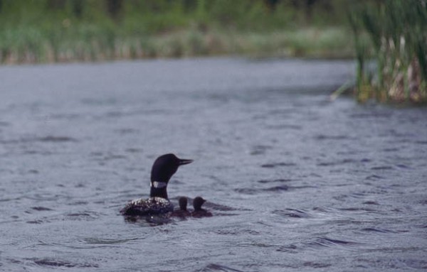Common loon with chicks in Prince Albert National Park