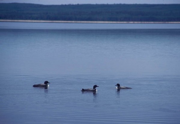 Common loons in Prince Albert National Park